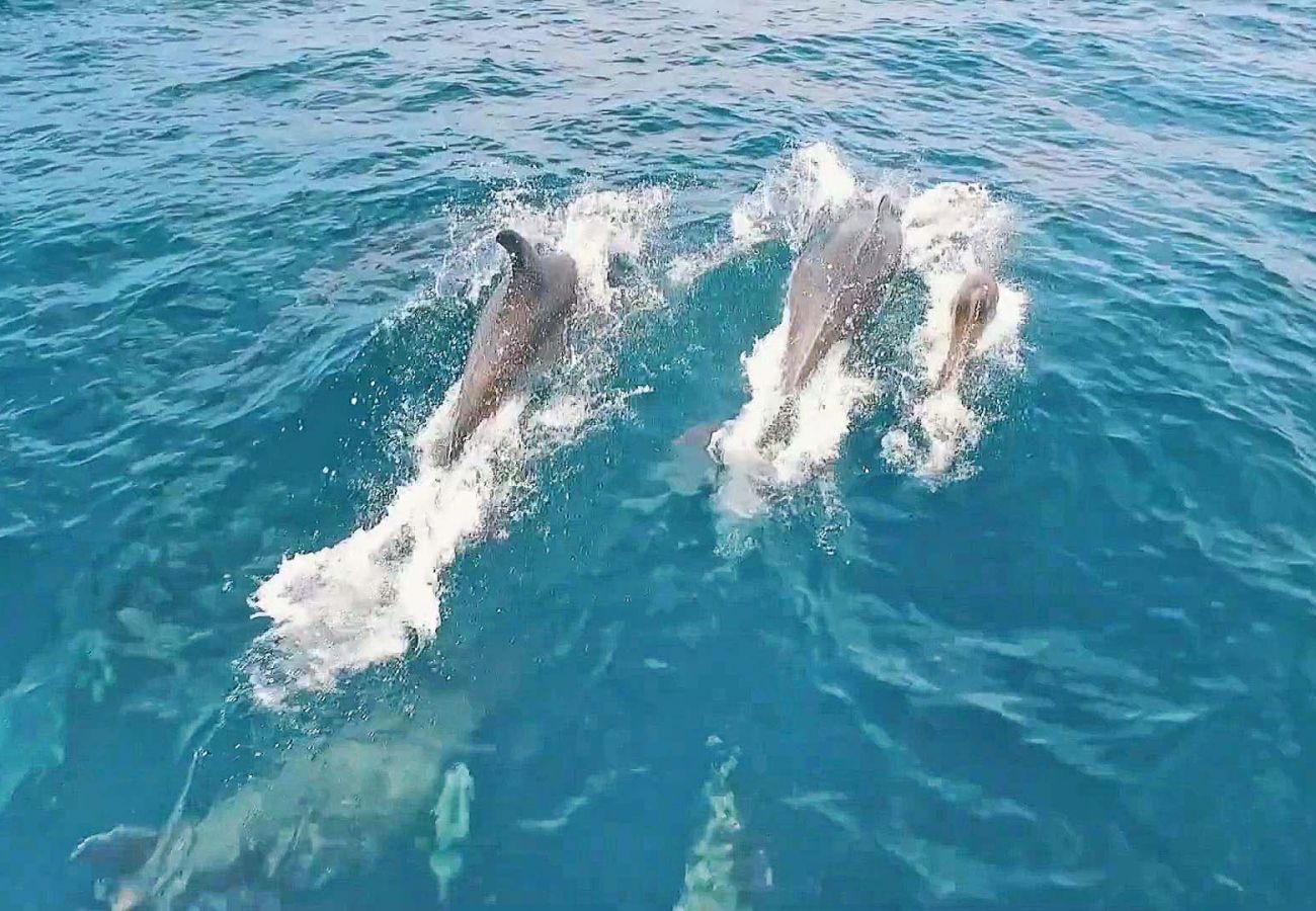 Villa em Ferreiras - Villa Galapagos